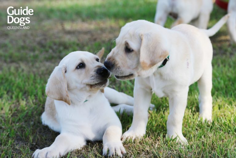 GDQ_Cornettes_ELitter_05S