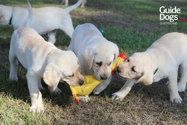 GDQ_Cornettes_ELitter_08S